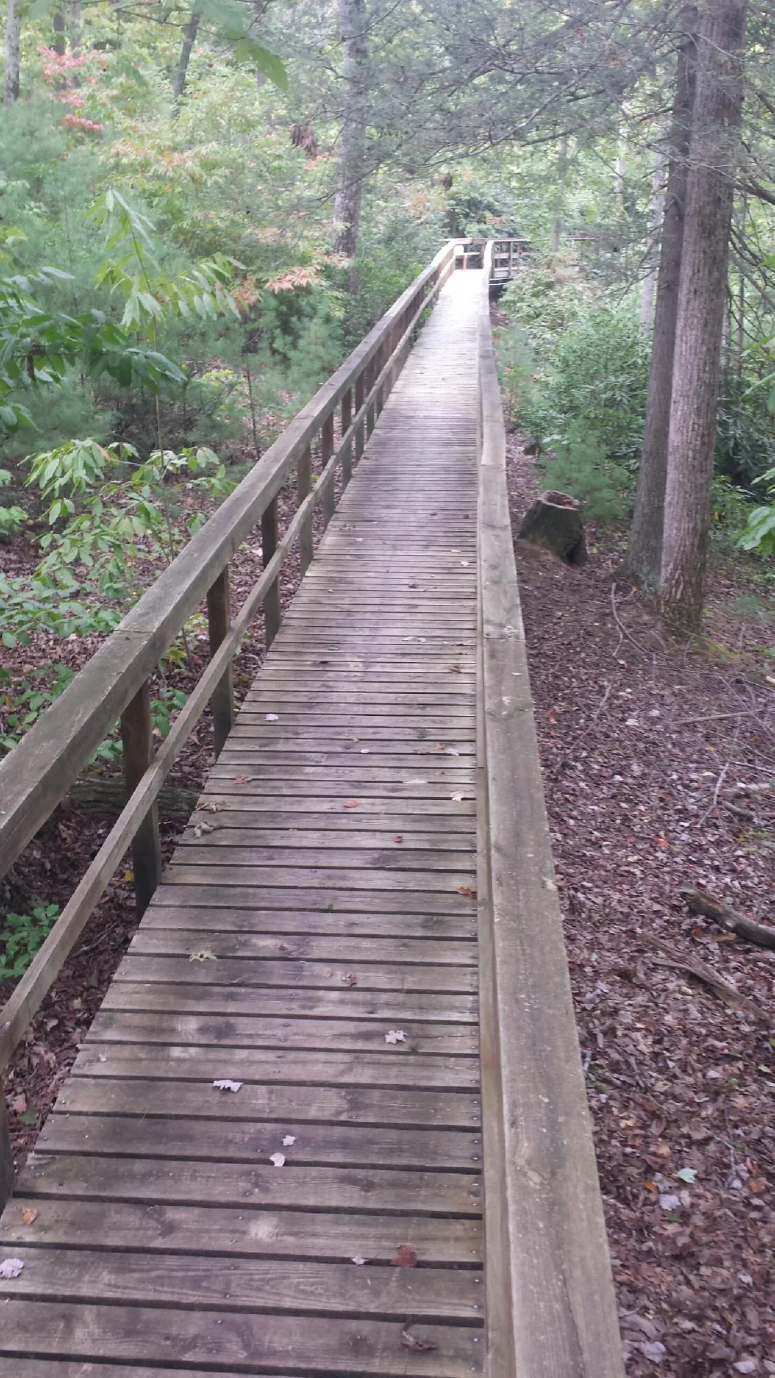 Long wood walkway with handrails built through the woods in Keystone Heights